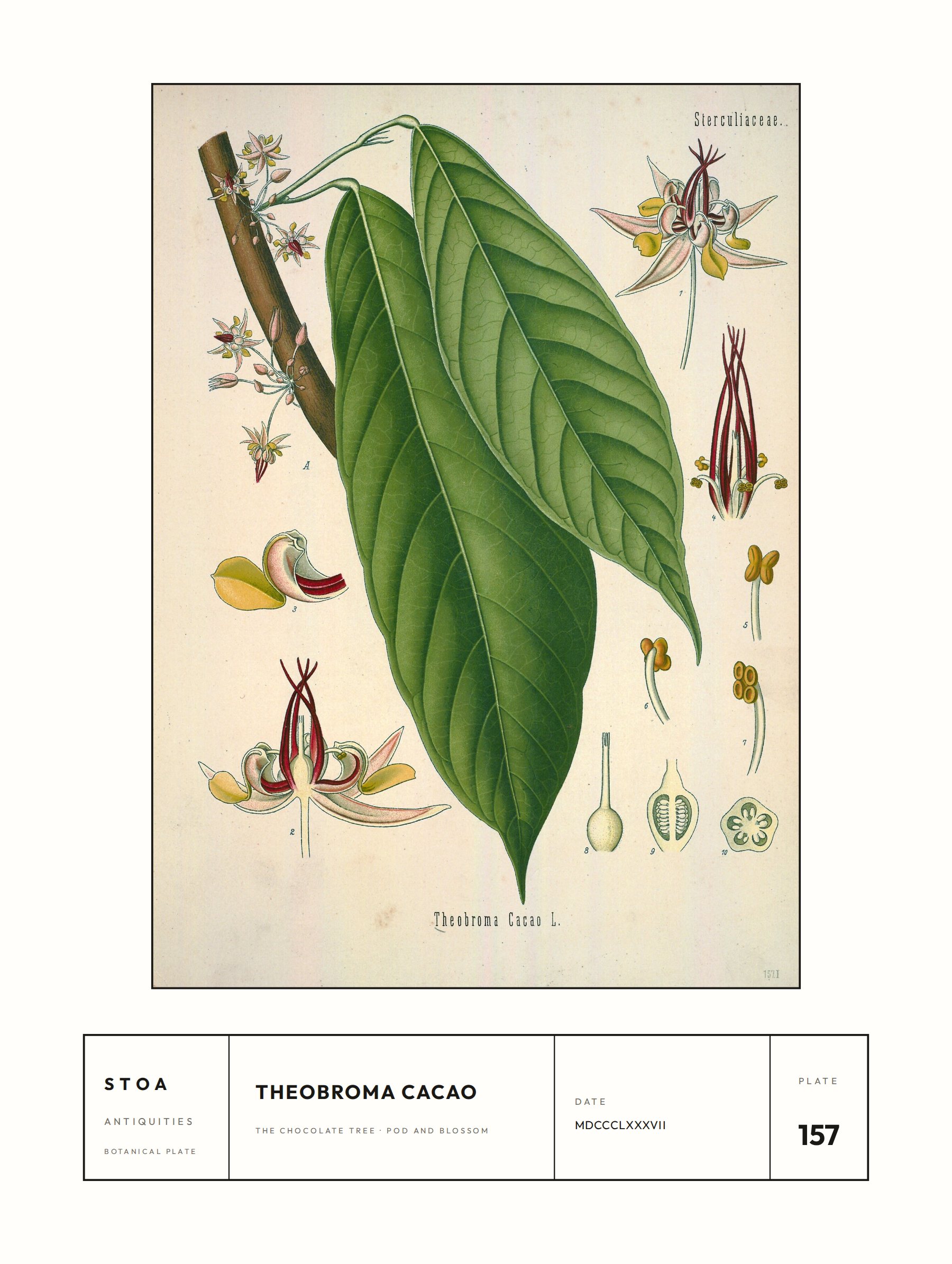 cacao — specimen