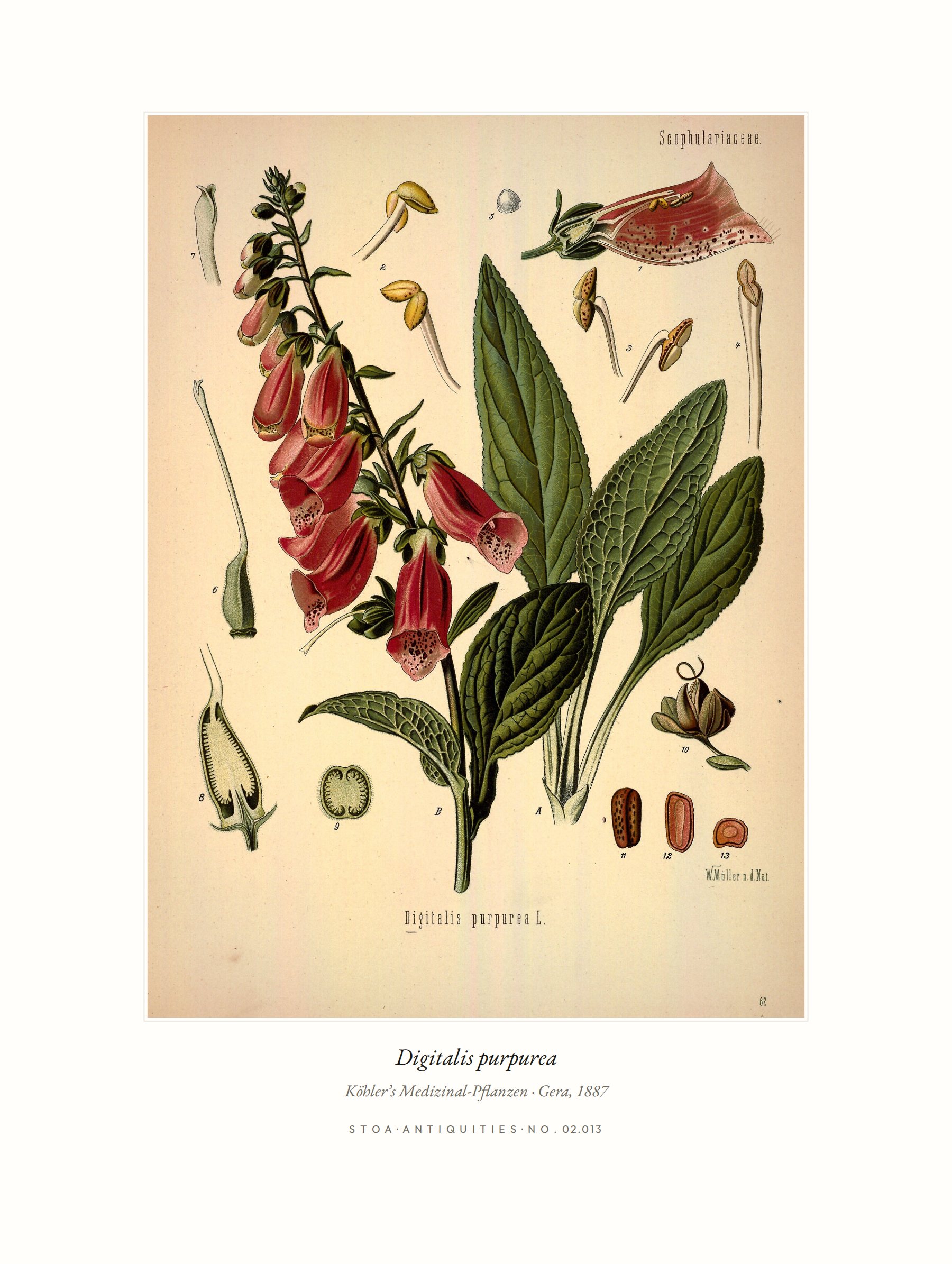 foxglove — specimen