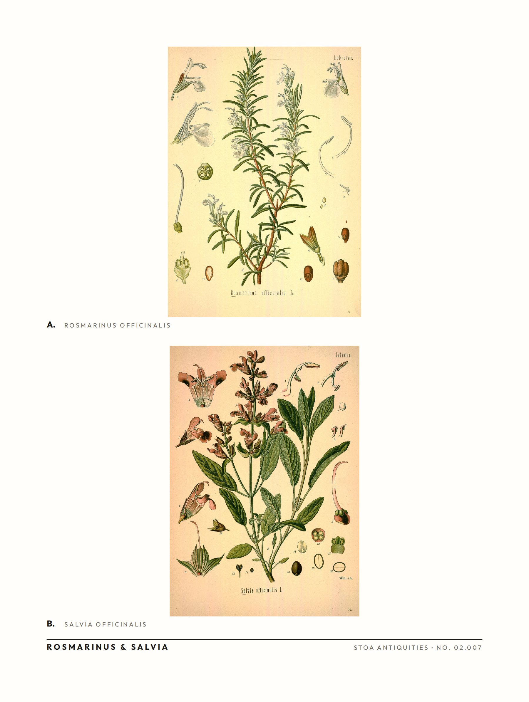 rosemary & sage — specimen